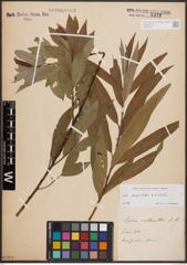 Foto von Salix daphnoides Vill. x Salix viminalis L.